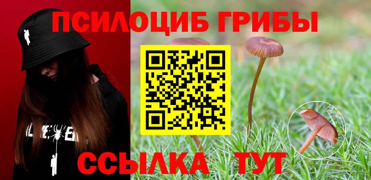 Галлюциногенные грибы Psilocybe Анапа
